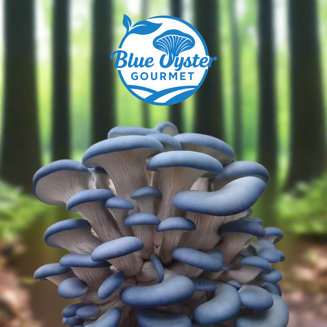 Blue Oyster Grow-at-Home Mushroom Box