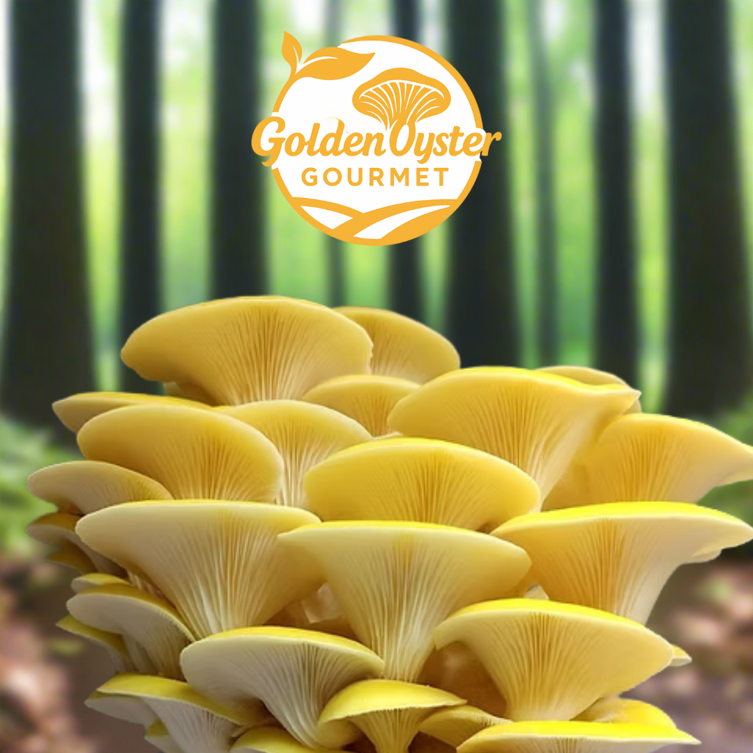 Golden Oyster Grow-at-Home Mushroom Box