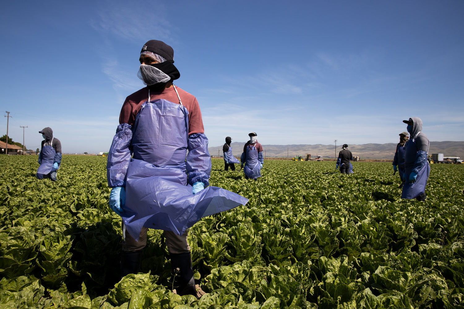 Produce Now The Pesticide Problem