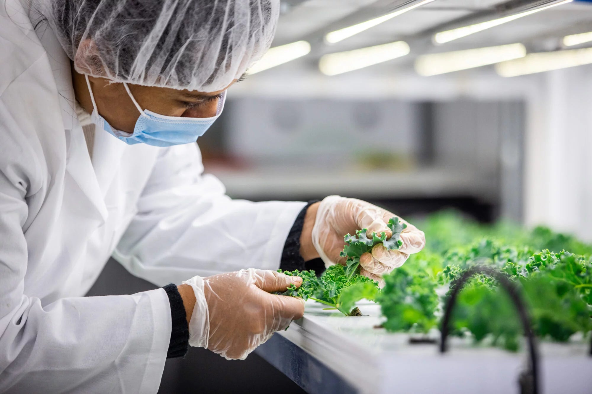 Produce_Now_Harvest_HydroClean_Lettuce