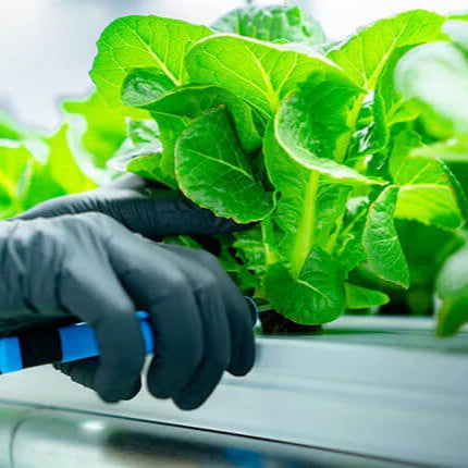 Produce_Now_Harvesting_Clean_Produce_Hydroclean