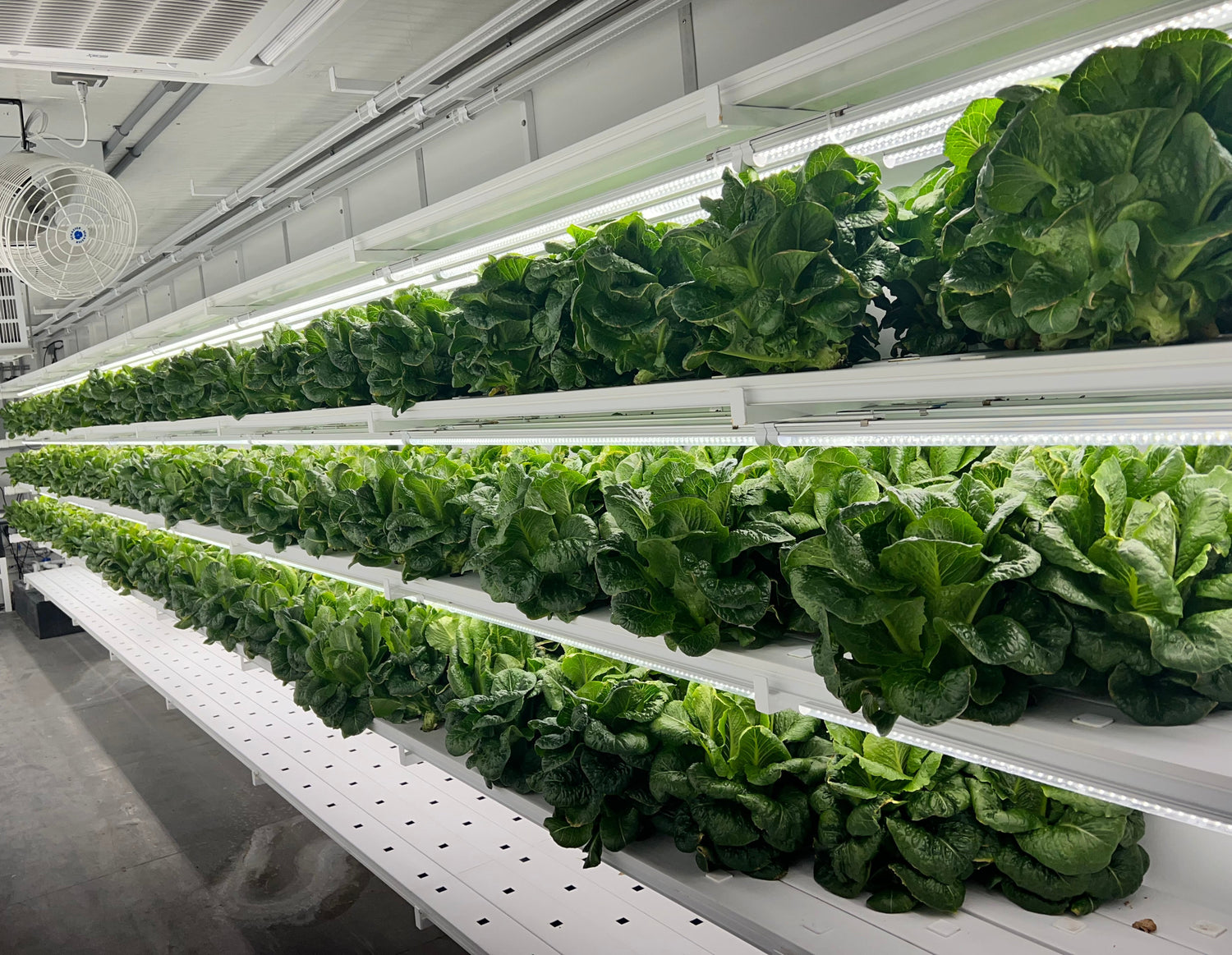 Produce Now Pod Leafy Greens 12