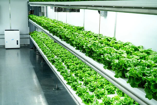Produce_Now_Ready_for_Harvest_Hydroclean