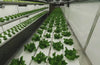 Produce Now Timelapse
